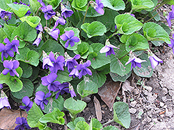 Wood Violet (Viola odorata) at Lakeshore Garden Centres