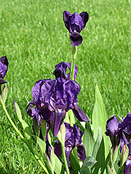 Full Impact Iris (Iris 'Full Impact') at Stonegate Gardens