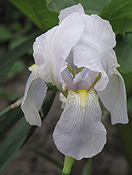 Lo Ho Silver Iris (Iris 'Lo Ho Silver') at Stonegate Gardens