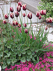 Leen Van der Mark Tulip (Tulipa 'Leen Van der Mark') at Stonegate Gardens