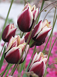Arabian Mystery Tulip (Tulipa 'Arabian Mystery') at Stonegate Gardens