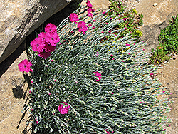 Badenia Pinks (Dianthus gratianopolitanus 'Badenia') at Stonegate Gardens