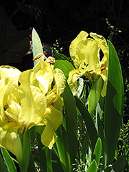 Churchill Downs Iris (Iris 'Churchill Downs') at A Very Successful Garden Center