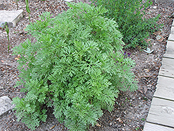 Absinthe (Artemisia absinthium) at Lakeshore Garden Centres