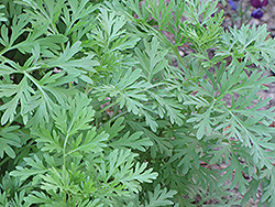 Absinthe (Artemisia absinthium) at A Very Successful Garden Center