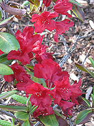 Sumatra Rhododendron (Rhododendron 'Sumatra') at Stonegate Gardens