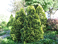Sudwell's Arborvitae (Thuja occidentalis 'Sudwelli') at Stonegate Gardens