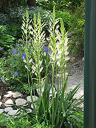 Semiplena Camassia (Camassia leichtlinii 'Semiplena') at Stonegate Gardens