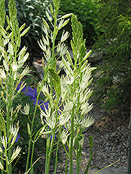 Semiplena Camassia (Camassia leichtlinii 'Semiplena') at Stonegate Gardens