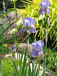 Then Again Iris (Iris 'Then Again') at Stonegate Gardens