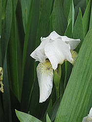 Wabishine Iris (Iris 'Wabishine') at Stonegate Gardens