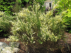 Allgold Broom (Cytisus x praecox 'Allgold') at Stonegate Gardens