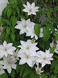 Patens Group Clematis (Clematis patens) at A Very Successful Garden Center