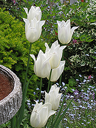 Elegance Tulip (Tulipa 'Elegance') at Stonegate Gardens