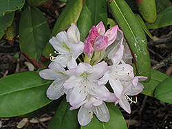 Pink Tip Rhododendron (Rhododendron 'Pink Tip') at Stonegate Gardens