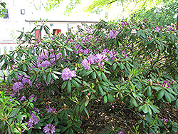 Maxecat Rhododendron (Rhododendron 'Maxecat') at Stonegate Gardens
