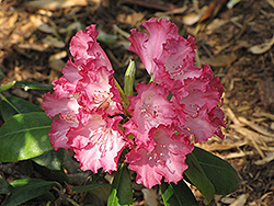 Barmstedt Rhododendron (Rhododendron 'Barmstedt') at Stonegate Gardens