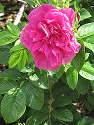 Hansa Rose (Rosa 'Hansa') at Stonegate Gardens