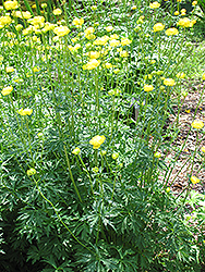 Common Globeflower (Trollius europaeus) at A Very Successful Garden Center
