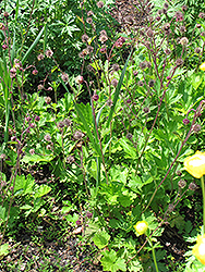 Water Avens (Geum rivale) at A Very Successful Garden Center