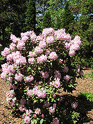 Powder Puff Rhododendron (Rhododendron 'Powder Puff') at Stonegate Gardens