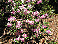 Smirnow Rhododendron (Rhododendron smirnowii) at Stonegate Gardens