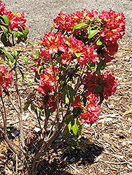 Sonata Rhododendron (Rhododendron 'Sonata') at Stonegate Gardens