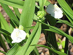 White Spiderwort (Tradescantia x andersoniana 'Alba') at Stonegate Gardens