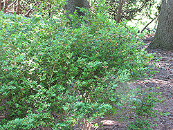 Broman Boxwood (Buxus sempervirens 'Broman') at Stonegate Gardens