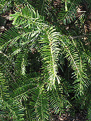 Japanese Plum Yew (Cephalotaxus harringtonia) at Stonegate Gardens
