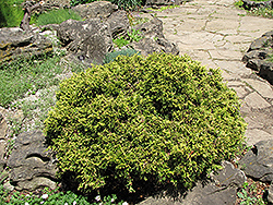 Mavisi Hinoki Falsecypress (Chamaecyparis obtusa 'Mavisi') at Stonegate Gardens