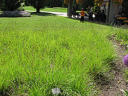 Blue Moor Grass (Sesleria caerulea) at Lakeshore Garden Centres
