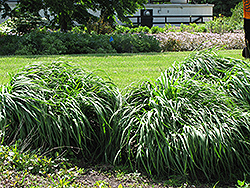 Windspiel Purple Moor Grass (Molinia caerulea 'Windspiel') at Stonegate Gardens