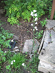 White Gem Bluebells (Campanula rotundifolia 'White Gem') at Stonegate Gardens
