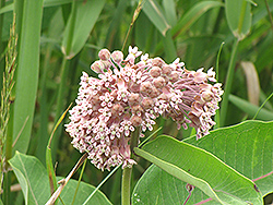 Common Milkweed (Asclepias syriaca) at Lakeshore Garden Centres