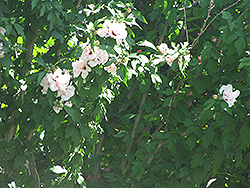 Morning Star Rose of Sharon (Hibiscus syriacus 'Morning Star') at Stonegate Gardens