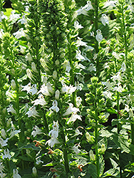 White Cardinal Flower (Lobelia siphilitica 'Alba') at Stonegate Gardens