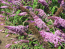 Ile de France Butterfly Bush (Buddleia davidii 'Ile de France') at Lakeshore Garden Centres