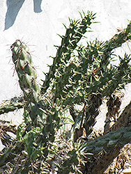 Santa Fe Cholla Cactus (Opuntia viridiflora) at Stonegate Gardens