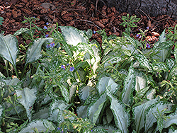 Silver Streamers Lungwort (Pulmonaria 'Silver Streamers') at Stonegate Gardens