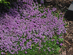 Purple Carpet Creeping Thyme (Thymus praecox 'Purple Carpet') at Lakeshore Garden Centres