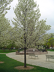 Chastity Ornamental Pear (Pyrus 'NCPX2') at Stonegate Gardens
