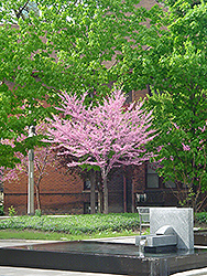 Eastern Redbud (tree form) (Cercis canadensis '(tree form)') at Stonegate Gardens