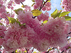 Kwanzan Flowering Cherry (Prunus serrulata 'Kwanzan') at Stonegate Gardens