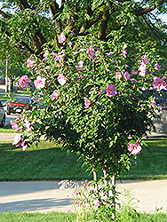 Aphrodite Rose of Sharon (Hibiscus syriacus 'Aphrodite') at Stonegate Gardens