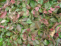Purpleleaf Wintercreeper (Euonymus fortunei 'Coloratus') at Stonegate Gardens