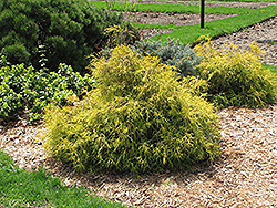 Bright Gold Threadleaf Falsecypress (Chamaecyparis pisifera 'Bright Gold') at Stonegate Gardens