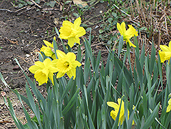 Dutch Master Daffodil (Narcissus 'Dutch Master') at Stonegate Gardens
