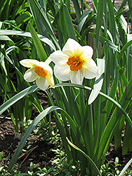 Barrett Browning Daffodil (Narcissus 'Barrett Browning') at Stonegate Gardens