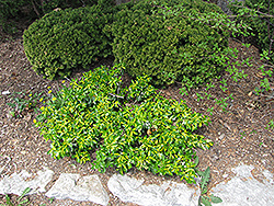 Surespot Wintercreeper (Euonymus fortunei 'Surespot') at Stonegate Gardens